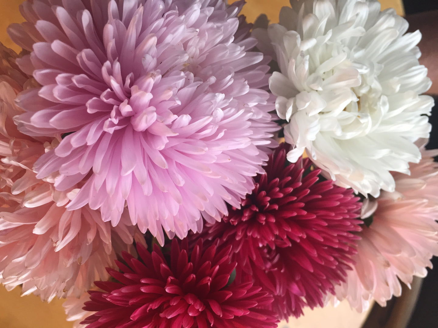 Aster - King Mix