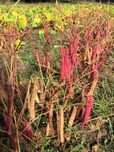 Mayan Red Bean