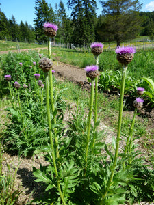 Maral Root (Rhaponticum carthamoides Asteraceae)