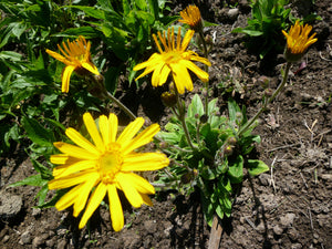 European Arnica (Arnica montana)