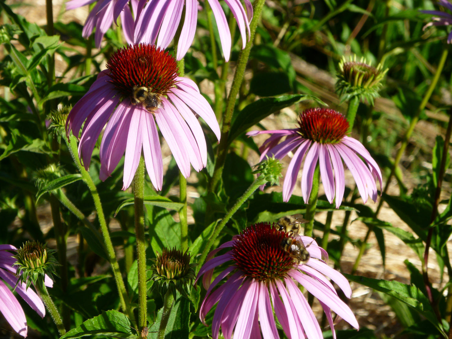 Echinacea purpurea