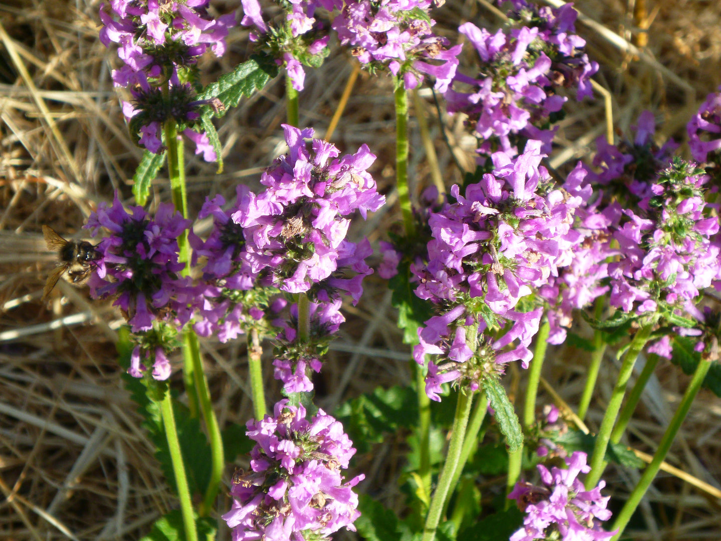 Betony (Stachys officinalis)