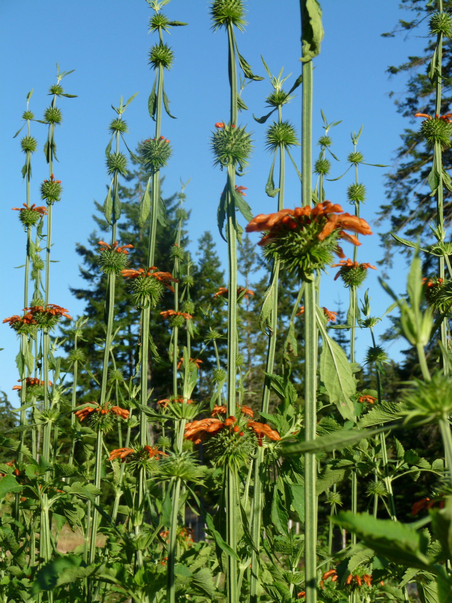 Lion's Ear (Leonotis nepetifolia)