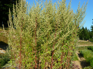 Mugwort (Artemisia vulgaris  Compositae)