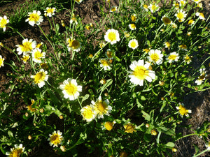 Shungiku/Large Leaf Tong-Ho (Chrysanthemum coronarium)