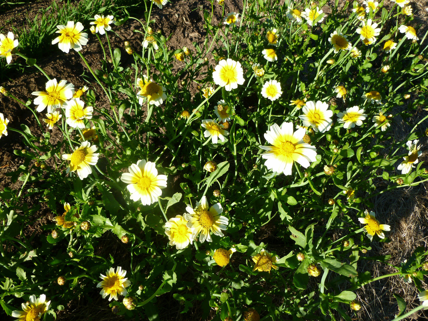 Shungiku/Large Leaf Tong-Ho (Chrysanthemum coronarium)