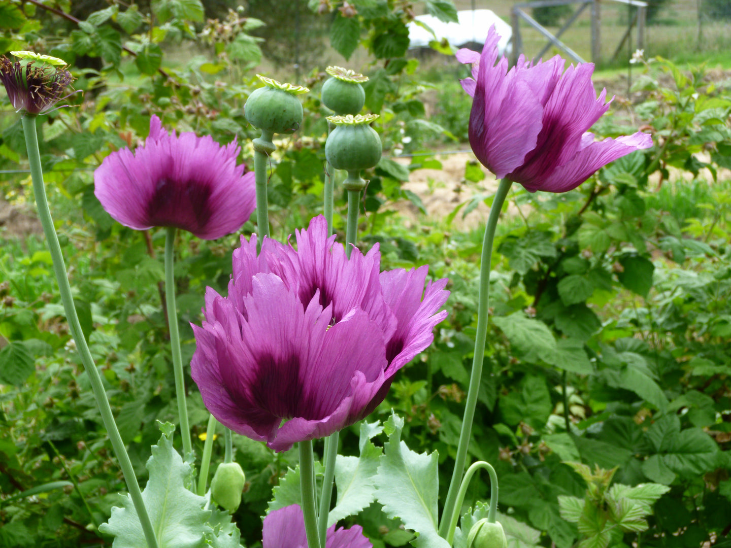 Blue Seeded Breadseed Poppy (Papaver somniferum var. nigrum)