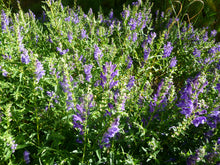 Load image into Gallery viewer, Baikal Skullcap (Scutellaria baicalensis)
