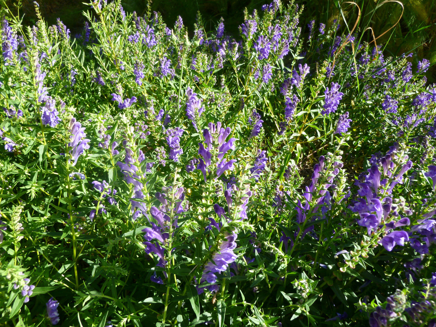 Baikal Skullcap (Scutellaria baicalensis)