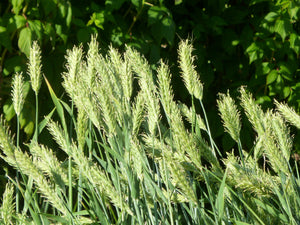 Belford Barley