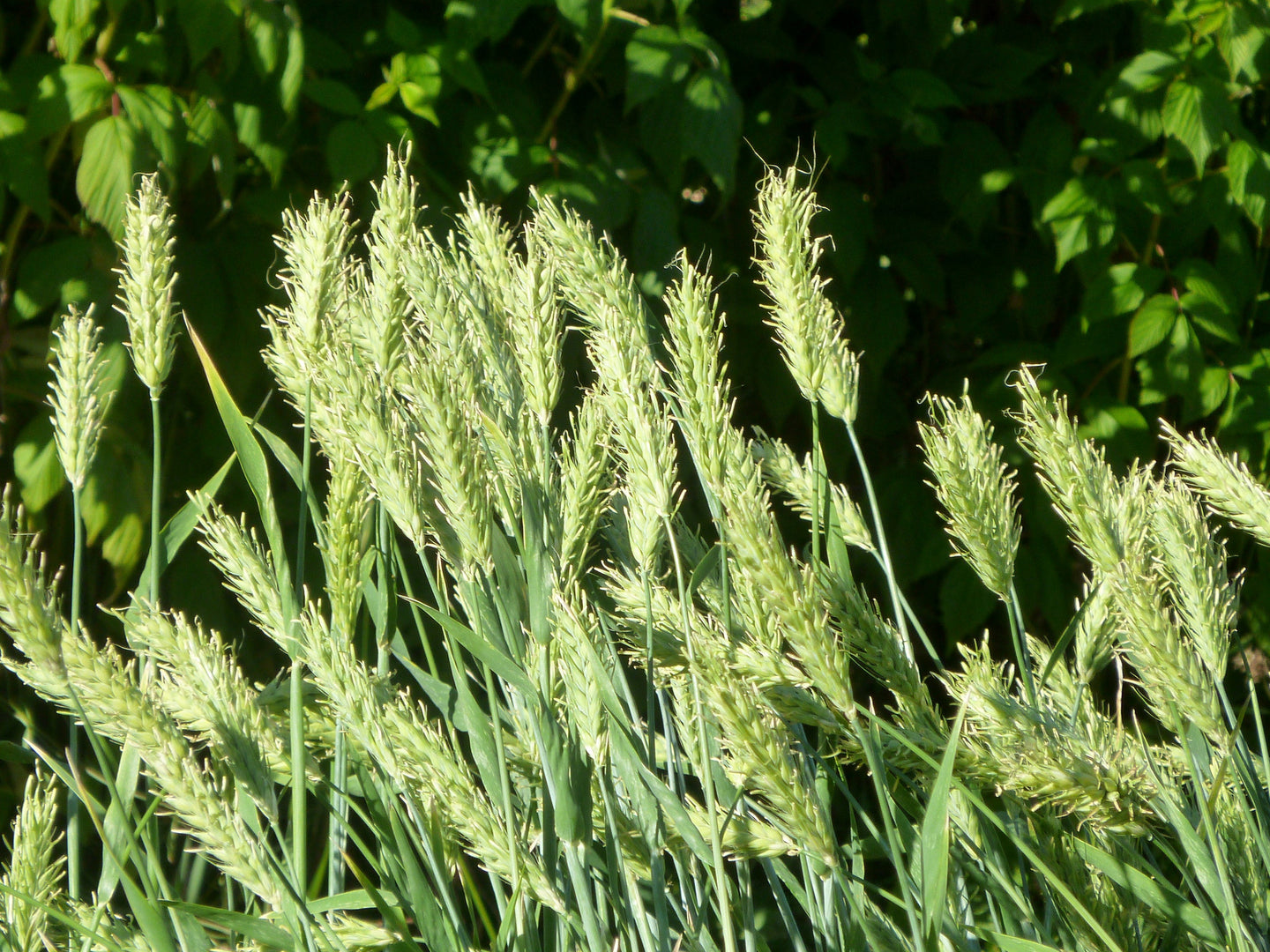 Belford Barley