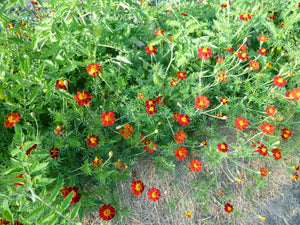 Marigold - Taj Mahal (Tagetes spp.)