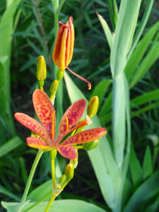 Leopard Lily (Belamcanda chinensis)