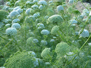 Honeyplant/Khella/Ammi visnaga