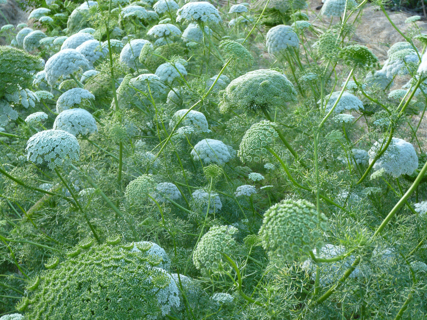 Honeyplant/Khella/Ammi visnaga