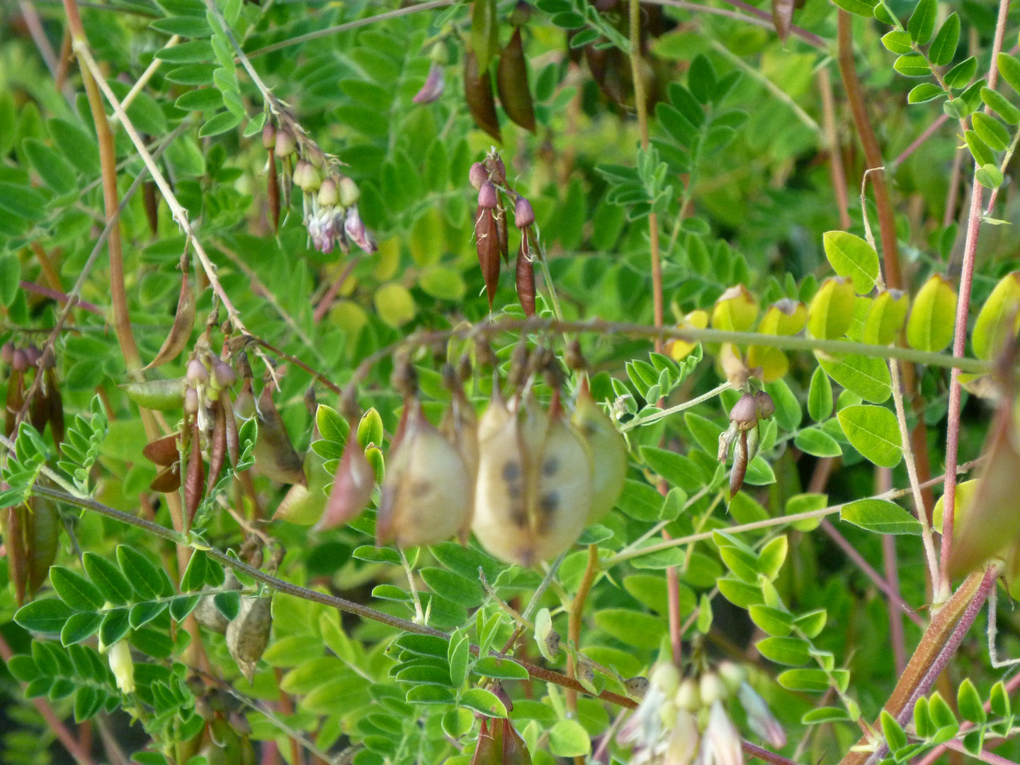 Astragalus (Astragalus membraneceus Leguminosae)