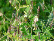 Load image into Gallery viewer, Astragalus (Astragalus membraneceus Leguminosae)
