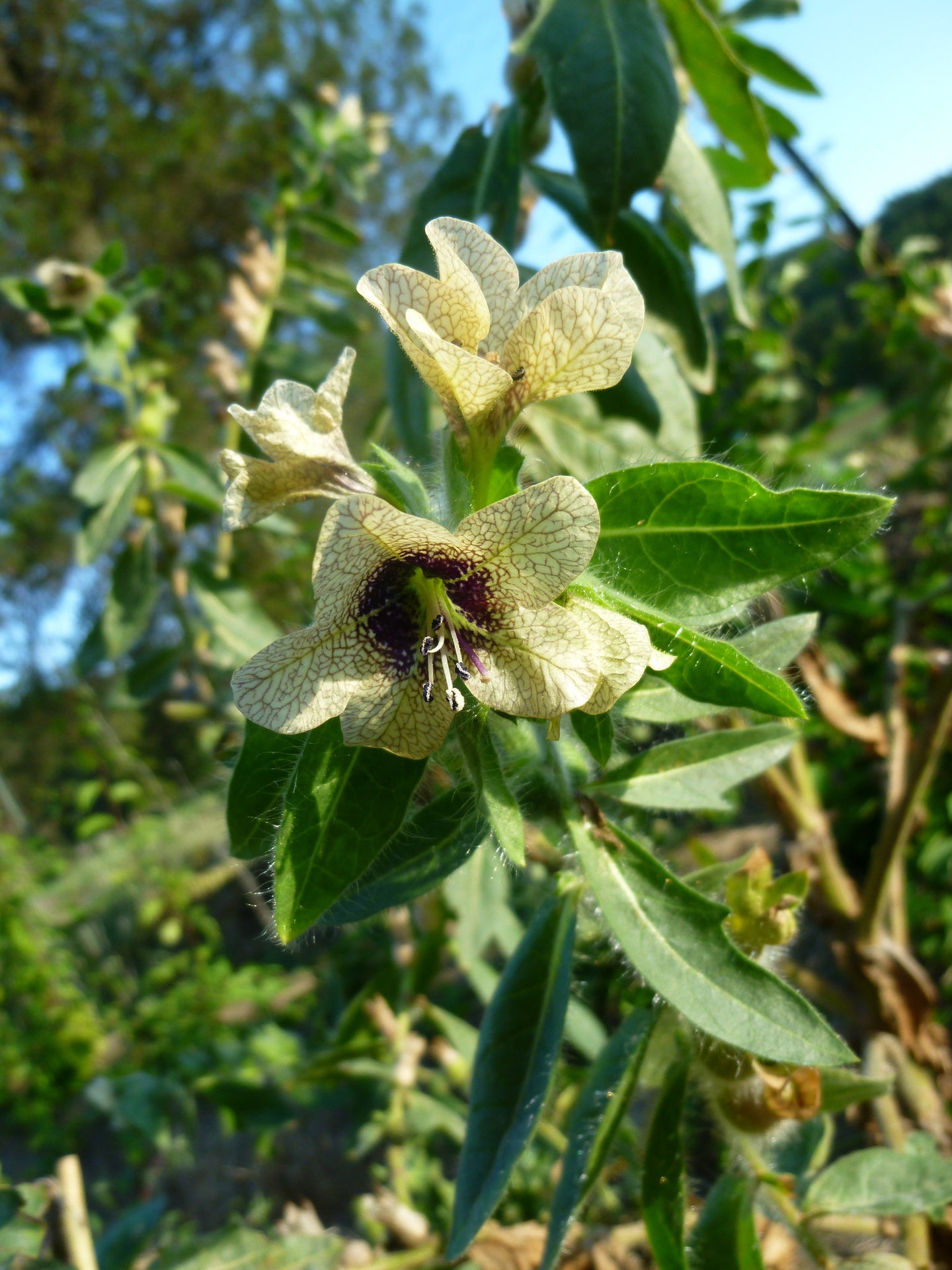 Henbane (Hyoscyamus niger)