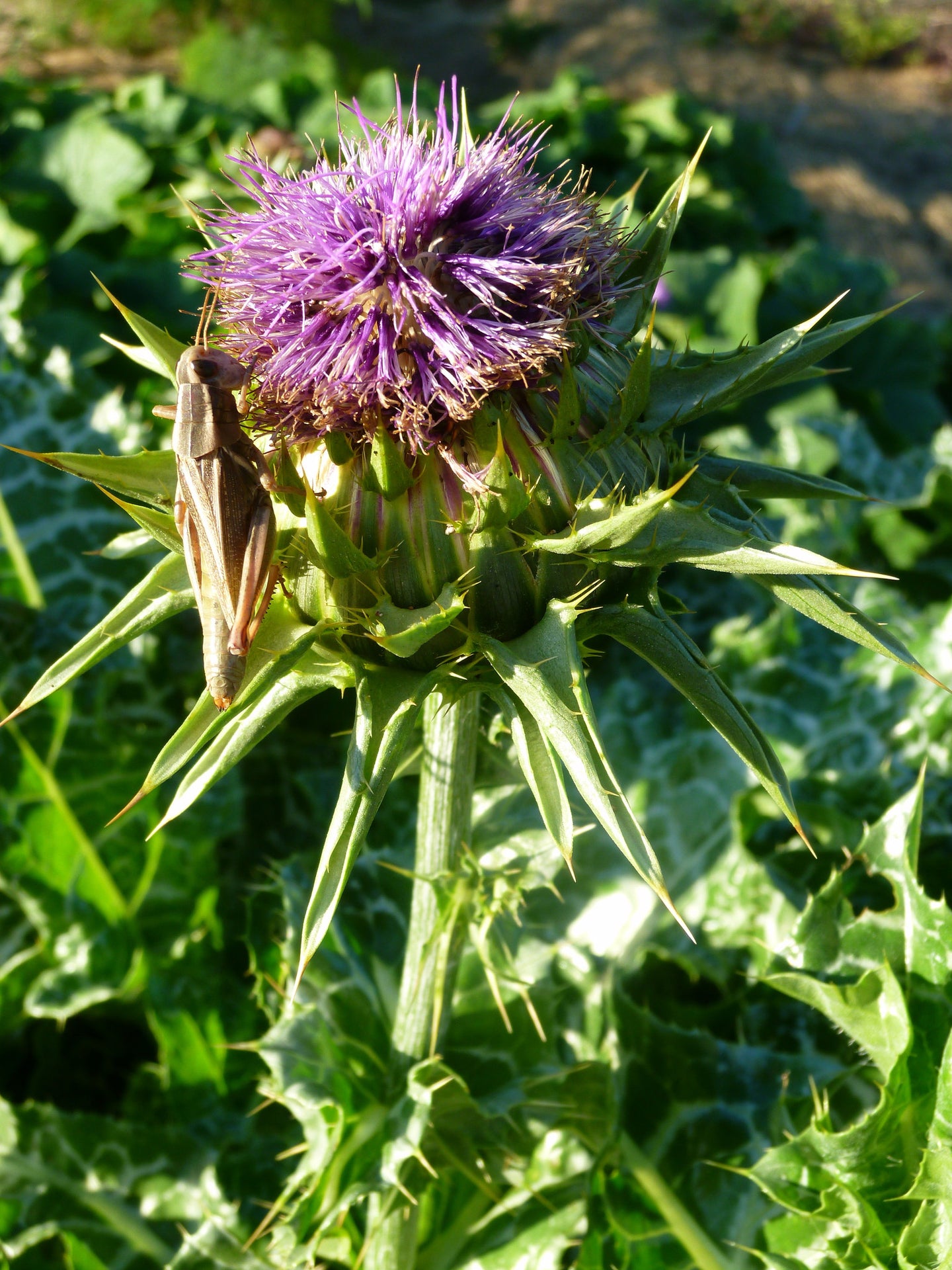 Milk Thistle (Silybum marianum   Asteraceae) Ground Fresh Seed Tincture