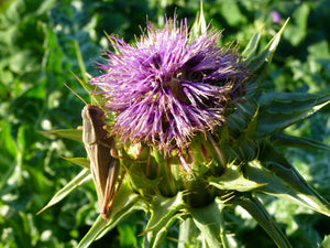 Milk Thistle (Silybum marianum   Asteraceae)