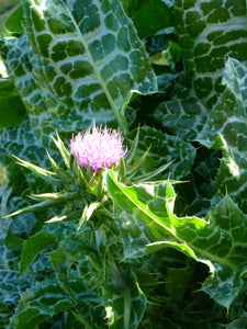 Milk Thistle (Silybum marianum   Asteraceae)