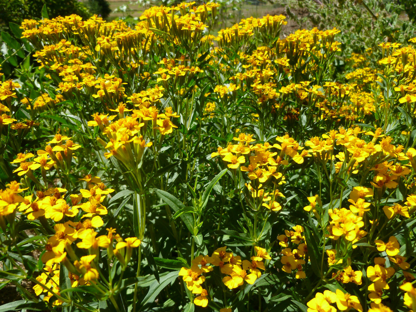 Mexican Tarragon (Tagetes lucida)