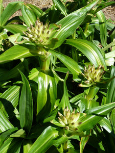 Tibetan Gentian (Gentiana tibetica)