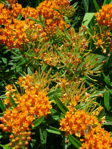 Pleurisy Root/ Milkweed / Butterfly Weed (Asclepias tuberosa)