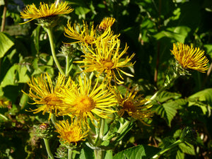 Buphthalmum (Buphthalmum speciosum syn Telekia speciosa)