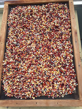 Load image into Gallery viewer, Painted Mountain Flour Corn Seeds
