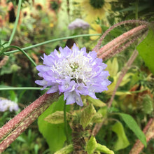 Load image into Gallery viewer, Pincushion Mix Seeds

