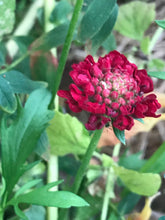 Load image into Gallery viewer, Pincushion Mix Seeds

