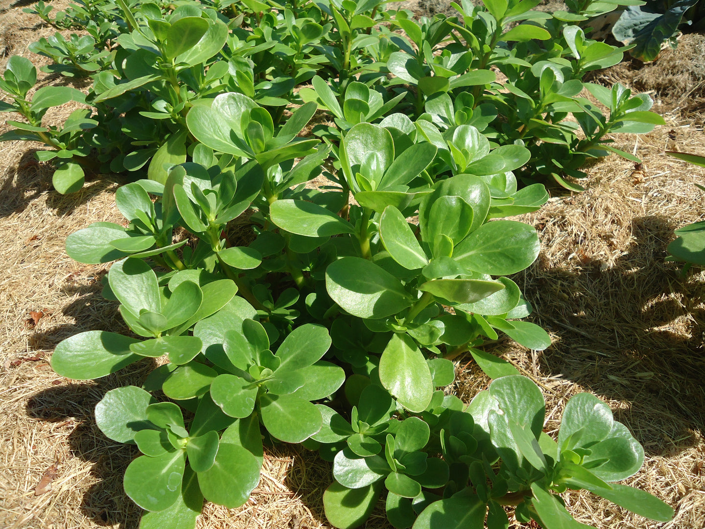 Purslane (Portulaca oleracea)