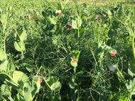 Red Fox Carlin Soup Pea Seeds