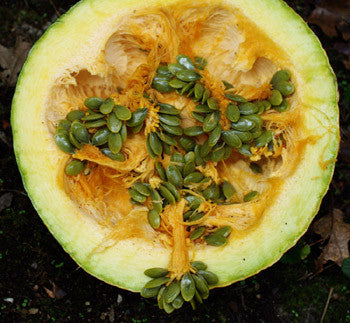 Styrian Pumpkin (Cucurbita pepo styriaca)