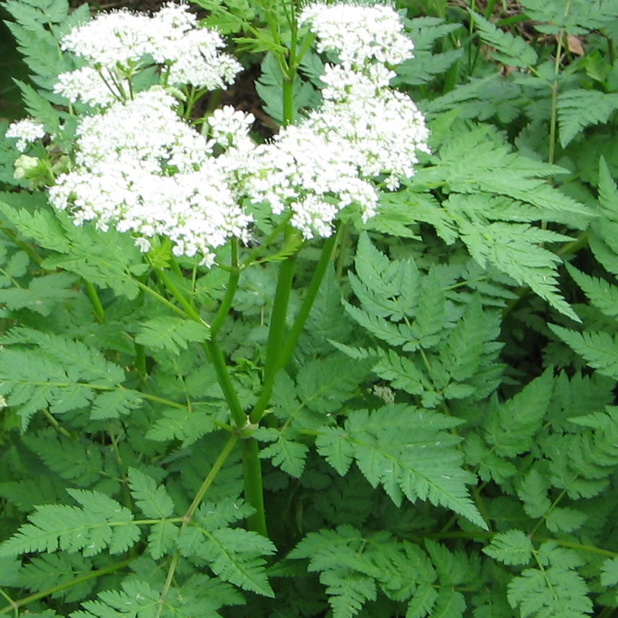Sweet Cicely (Myrrhis odorata)