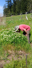 Load image into Gallery viewer, Sweet Cicely (Myrrhis odorata)
