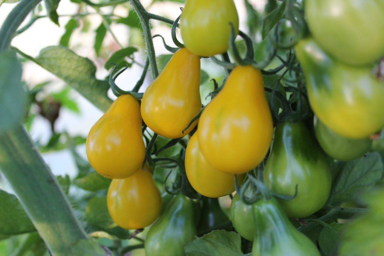Yellow Pear Cherry Tomato