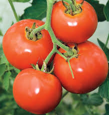 Manitoba Tomato