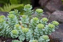 Load image into Gallery viewer, Rhodiola/Roseroot  (Rhodiola rosea Crassulaceae)
