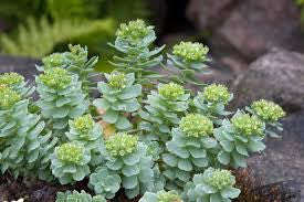 Rhodiola/Roseroot  (Rhodiola rosea Crassulaceae)