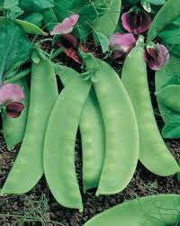 Carouby de Mausanne Snow Pea
