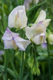 Sweet Pea - High Scent