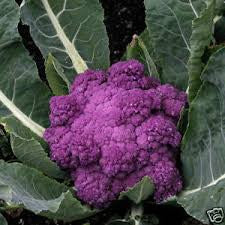 Cauliflower-Purple Cape