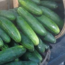 Marketmore 76 Cucumber (Cucumis sativus)