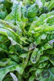 Mottled Looseleaf - Lettuce