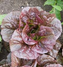 Pomegranate Crunch Lettuce