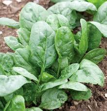 Spinach-Corvair