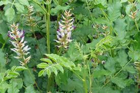 Licorice (Glycyrrhiza glabra)