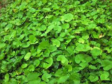 Load image into Gallery viewer, Cerebral Tonic w/ Brahmi, Gotu Kola, Ashwagandha - 50ml
